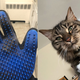 The DELOMO Pet Grooming Gloves; Jasper making his fellow Maine Coon ancestors proud (by waking me up at an ungodly hour).
